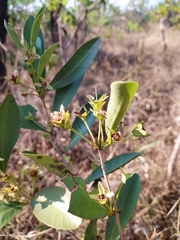 Eugenia involucrata