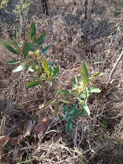 Eugenia involucrata