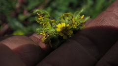 Sigesbeckia jorullensis