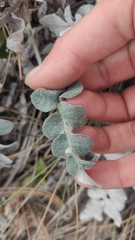 Psephellus declinatus