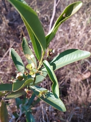 Eugenia involucrata
