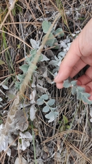 Psephellus declinatus