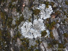 Parmelina tiliacea