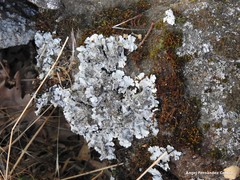 Parmelina tiliacea