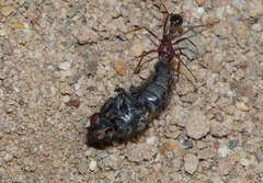 Ocymyrmex barbiger