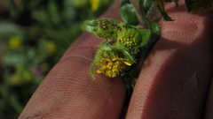 Sigesbeckia jorullensis