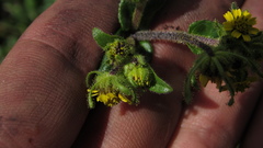 Sigesbeckia jorullensis