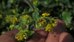 Sigesbeckia jorullensis