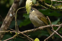 Meliphaga lewinii mab