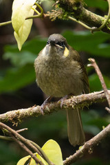 Meliphaga lewinii mab