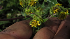 Sigesbeckia jorullensis
