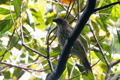 Scenopoeetes dentirostris