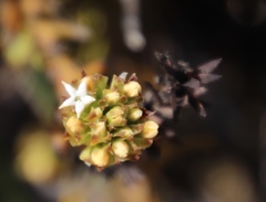 Thesium capitatum