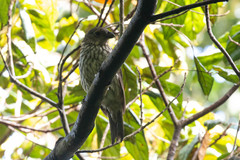 Scenopoeetes dentirostris