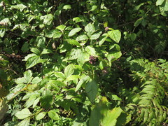 Eleutherococcus sessiliflorus