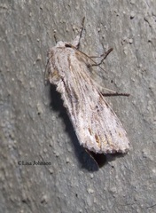 Spodoptera albula