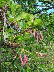 Alnus glutinosa