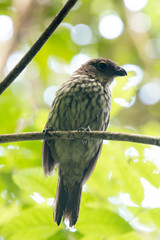 Scenopoeetes dentirostris