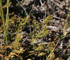 Thesium capitatum