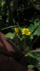 Sigesbeckia jorullensis