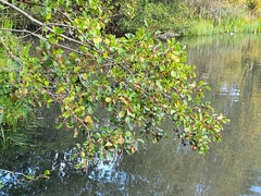 Alnus glutinosa