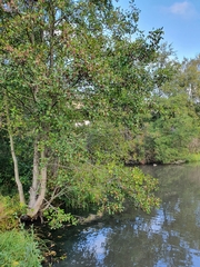 Alnus glutinosa