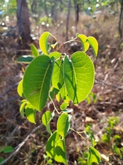 Maprounea brasiliensis