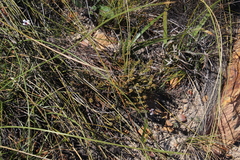 Thesium capitatum