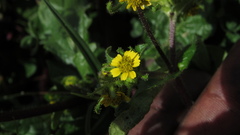 Sigesbeckia jorullensis