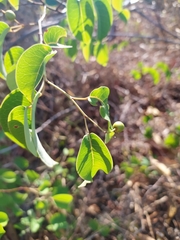 Maprounea brasiliensis