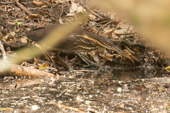 Ixobrychus flavicollis