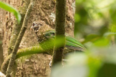 Ailuroedus maculosus