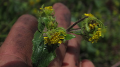 Sigesbeckia jorullensis