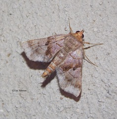 Radara nealcesalis