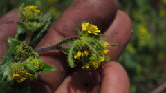 Sigesbeckia jorullensis