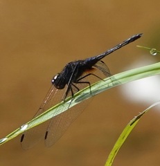 Indothemis limbata