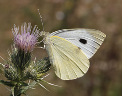 Pieris brassicae nepalensis