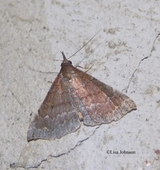 Physula albipunctilla