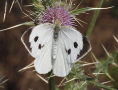 Pieris brassicae nepalensis