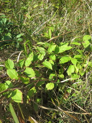 Schisandra chinensis