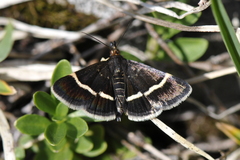 Pyrausta cingulata