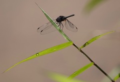 Indothemis limbata