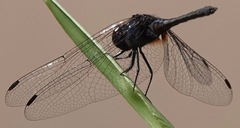 Indothemis limbata