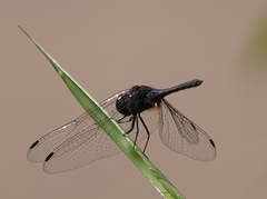 Indothemis limbata