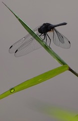 Indothemis limbata