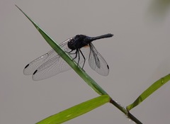 Indothemis limbata