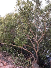 Avicennia marina