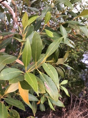 Avicennia marina