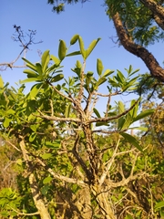 Erythroxylum deciduum