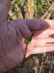 Erythroxylum deciduum